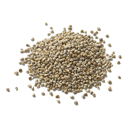 Pearl Millet | Krishdev International