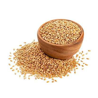 Wheat | Krishdev International